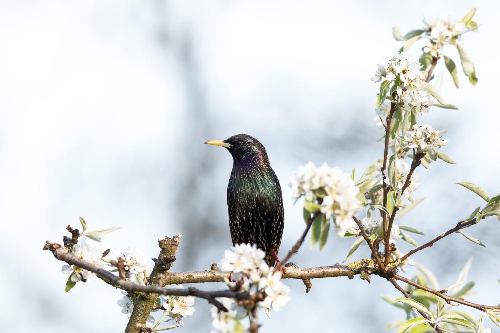 A lone starling sitting on a flowering branch