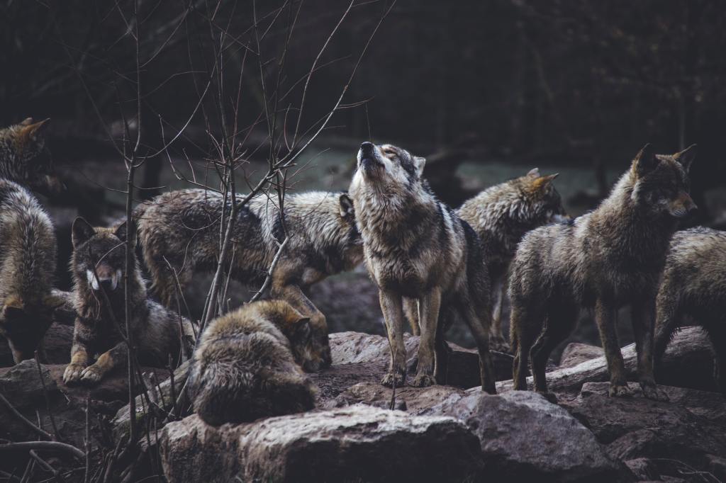 Wolf pack on a rock formation
