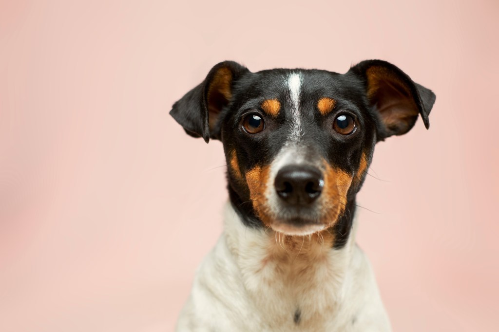 Black and white short coated dog looking at the camera against a pale pink background
